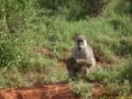 Kenya Safari Tsavo Est et Ouest 020